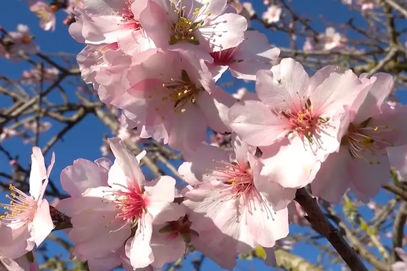 Mandelblüten auf Mallorca im Sonnenlicht