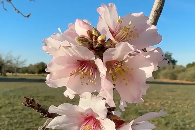 Blühende Mandelbäume auf Mallorca