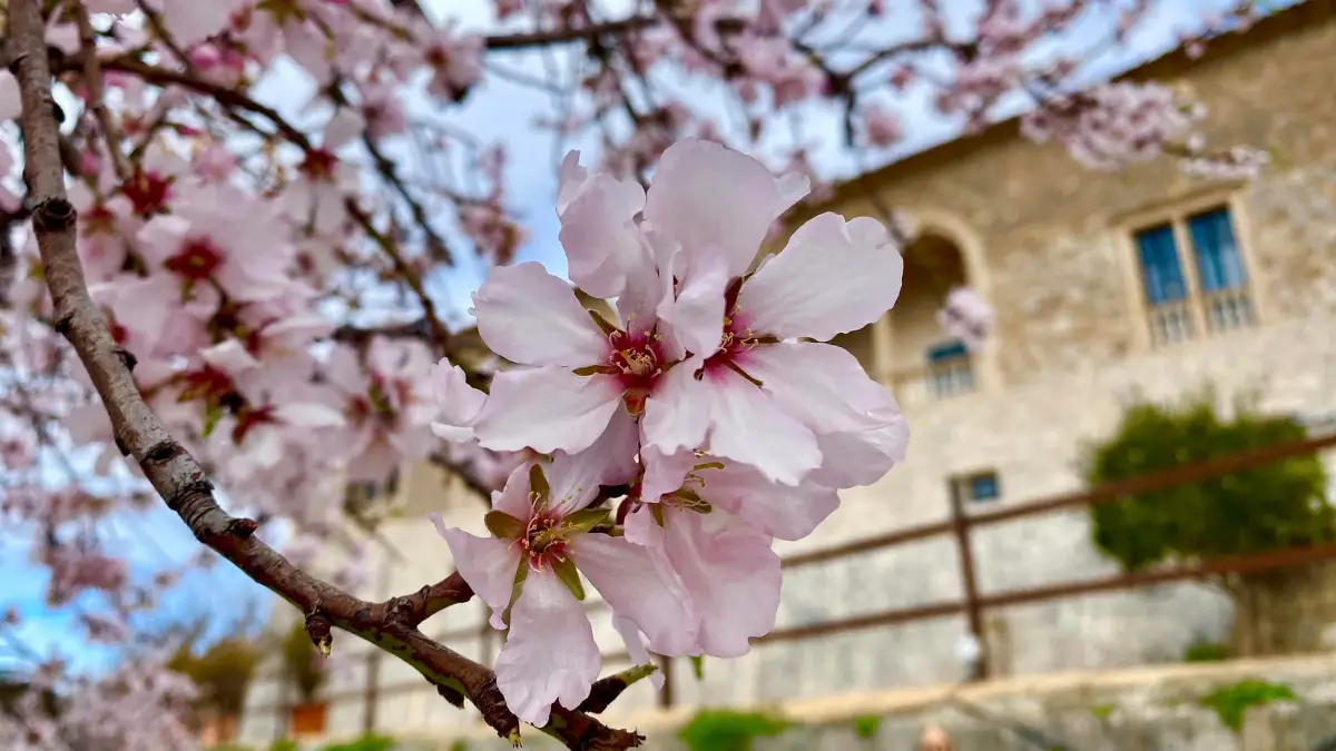 Mandelblütenfelder im Inselinneren von Mallorca