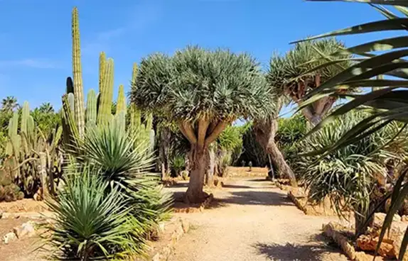 Botanicactus Mallorca – Botanischer Garten bei Ses Salines mit Kakteen und Palmen