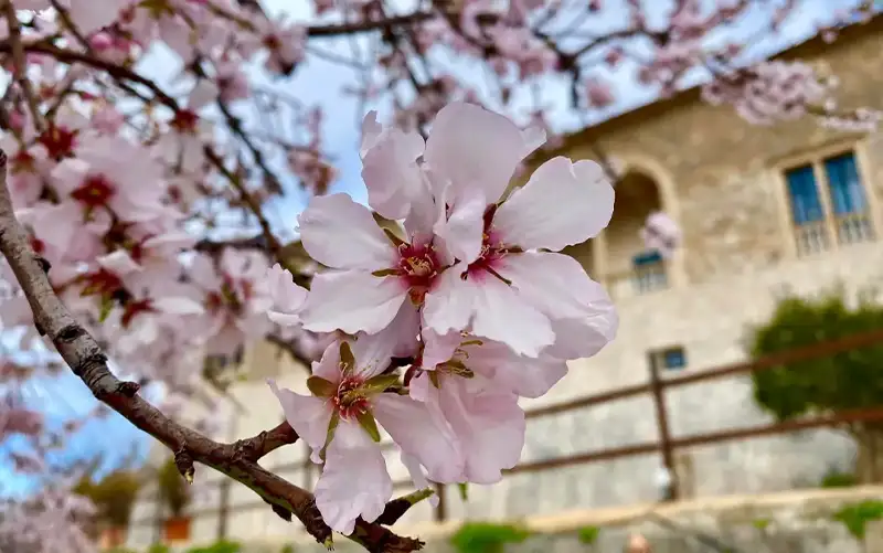 Mandelblüte auf Mallorca – Rosa und weiße Blüten im Februar